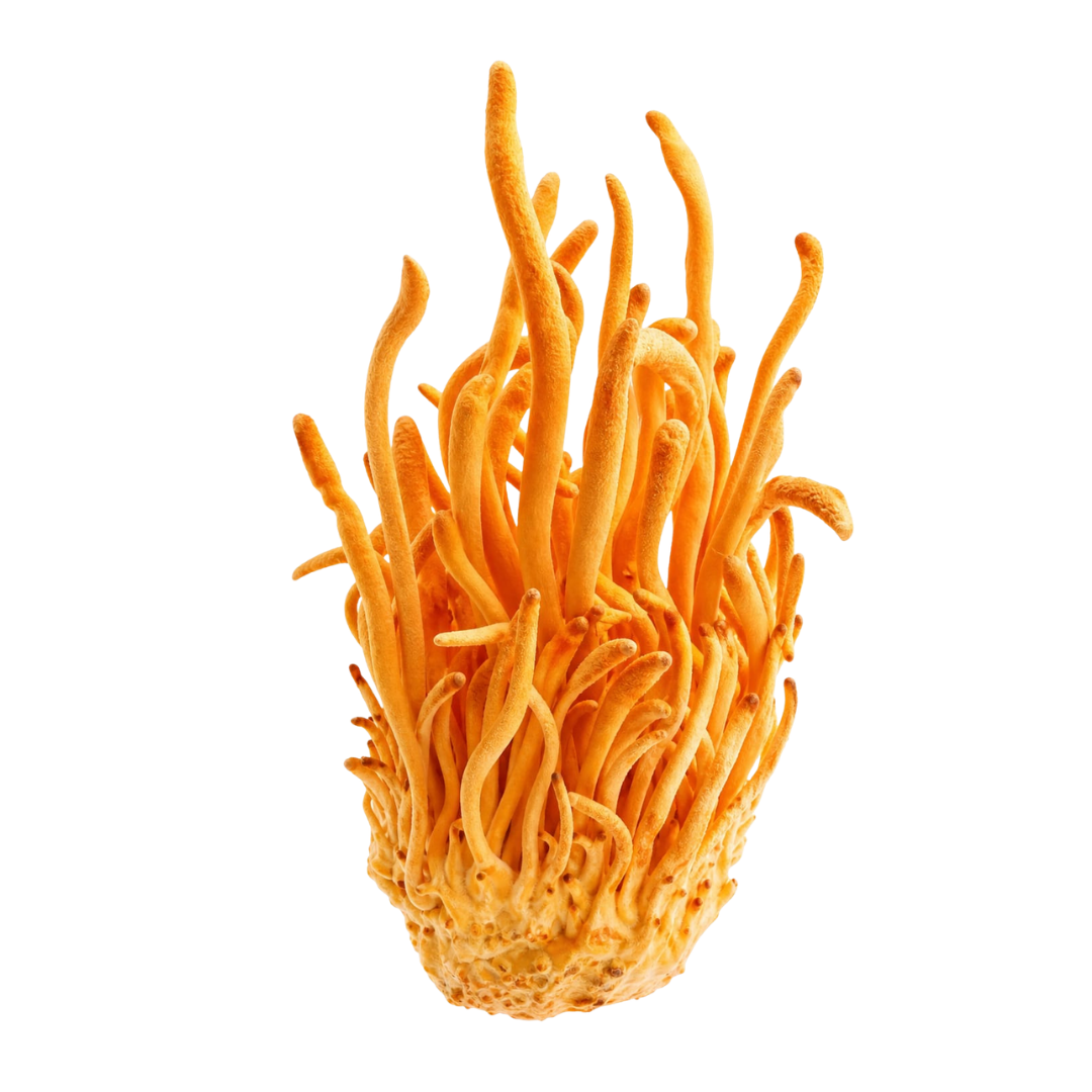 Cordyceps