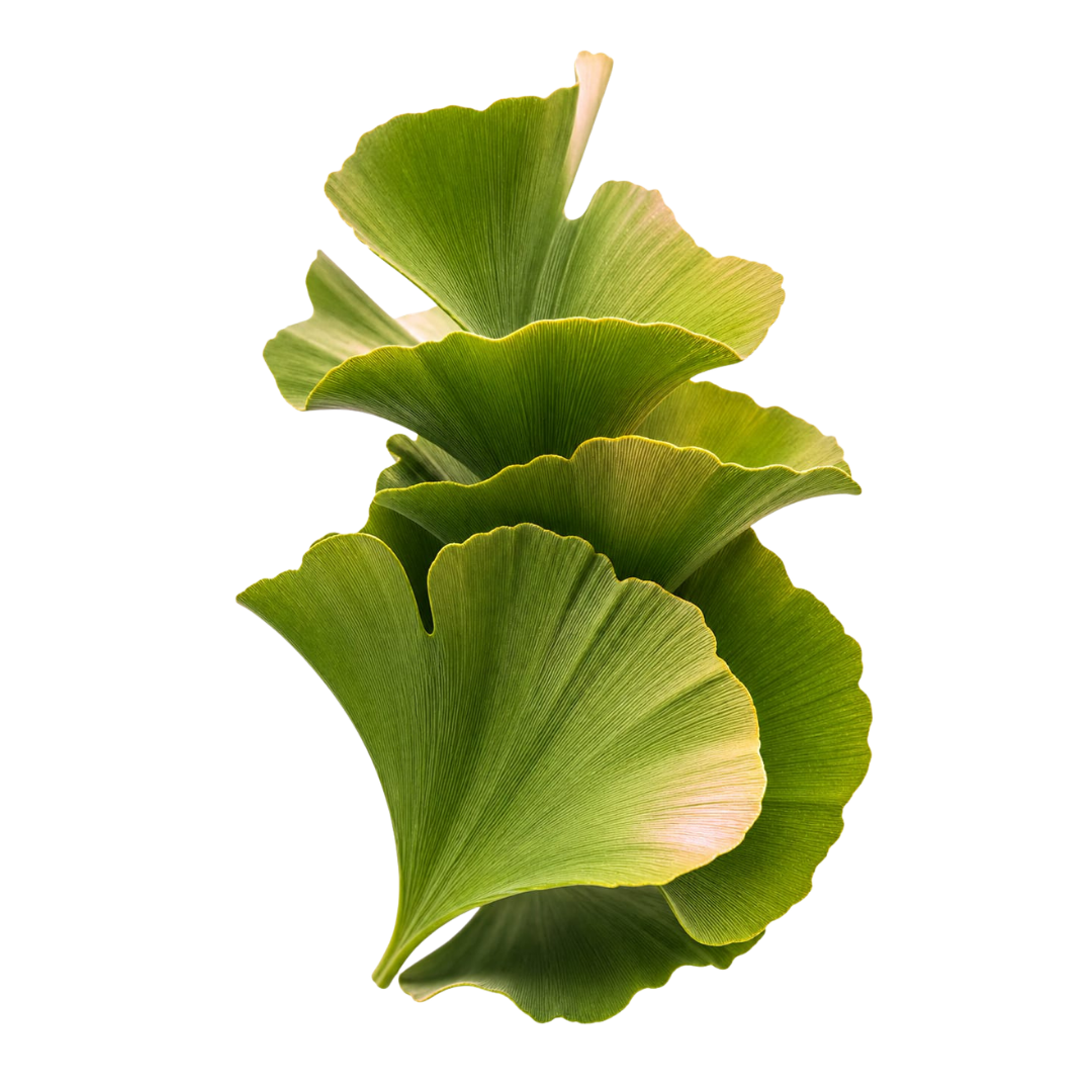 Ginkgo Biloba