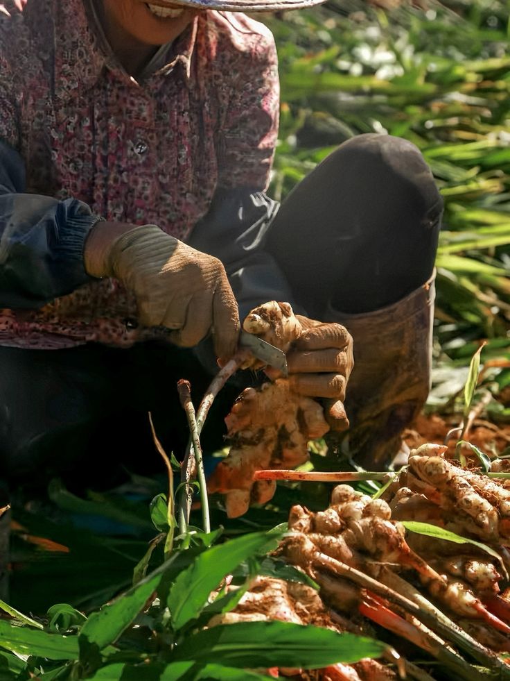 Harvesting Vietnamese botanicals for Lust Chocolate